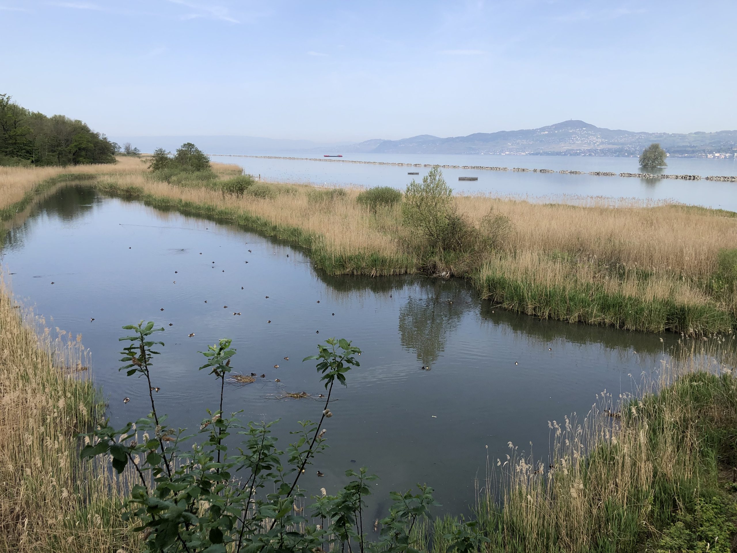 Des visites guidées publiques sont organisées à la réserve naturelle des Grangettes.