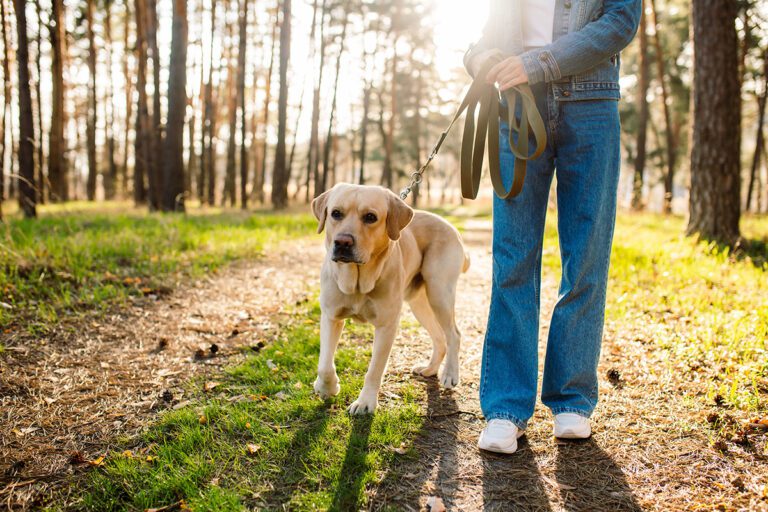 belles balades à faire avec son chien dans la Rivieria