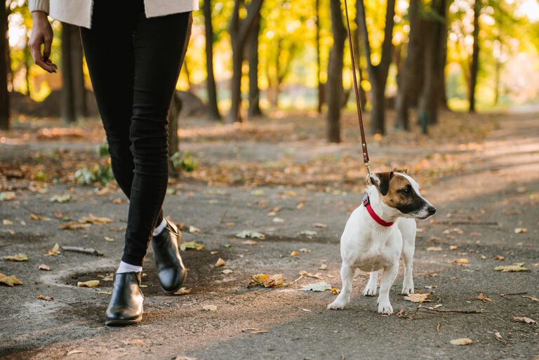 promener son chien pour perdre du poids