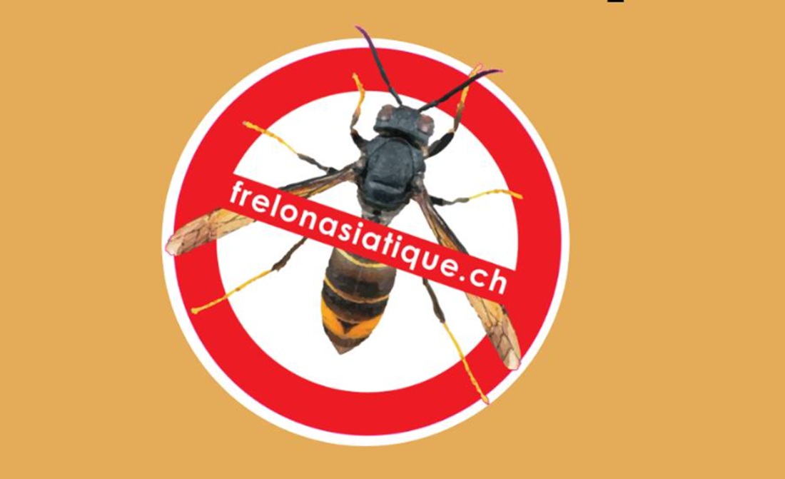 frelon asiatique dans la commune de Montreux
