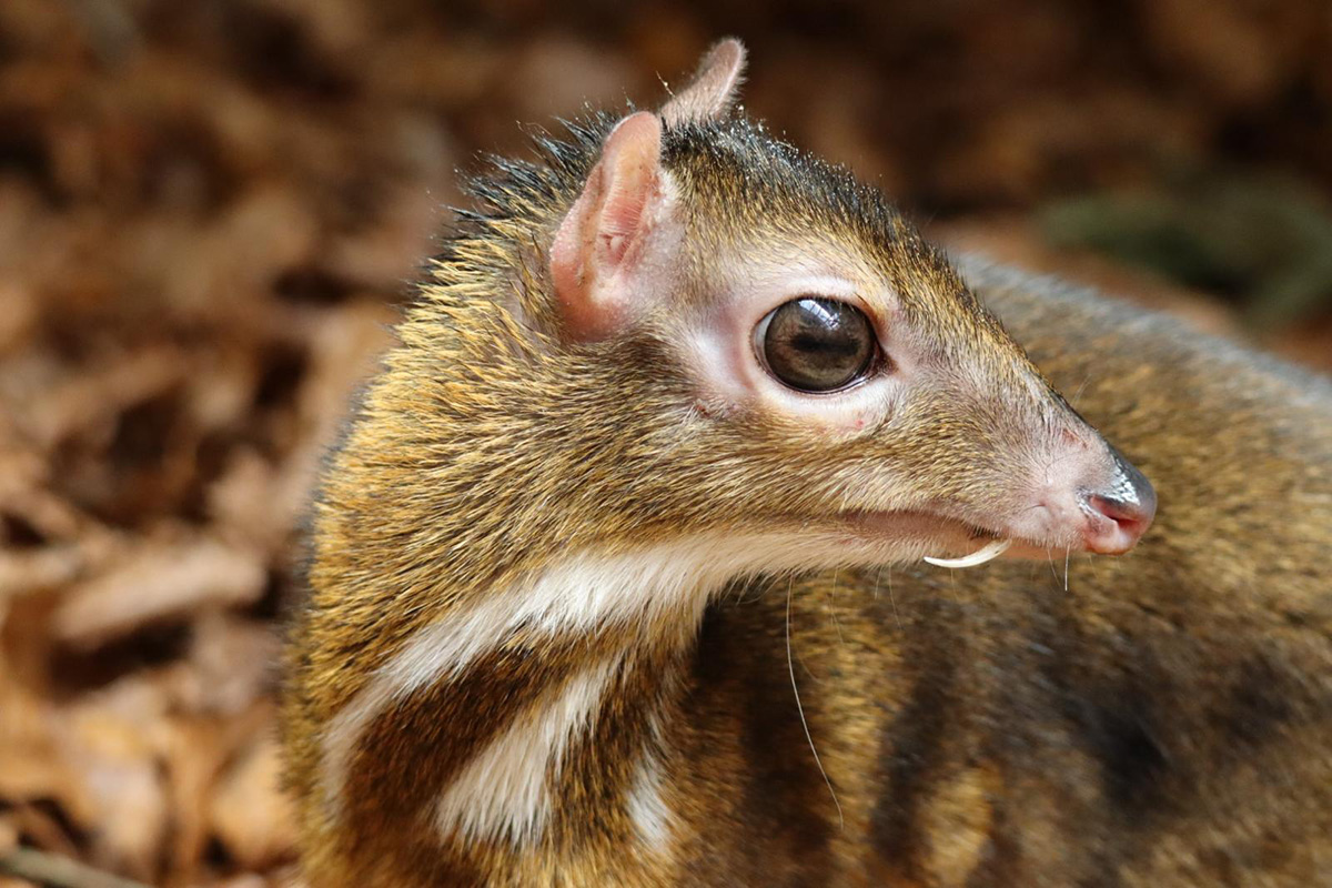 photo cerf-souris zoo de Servion