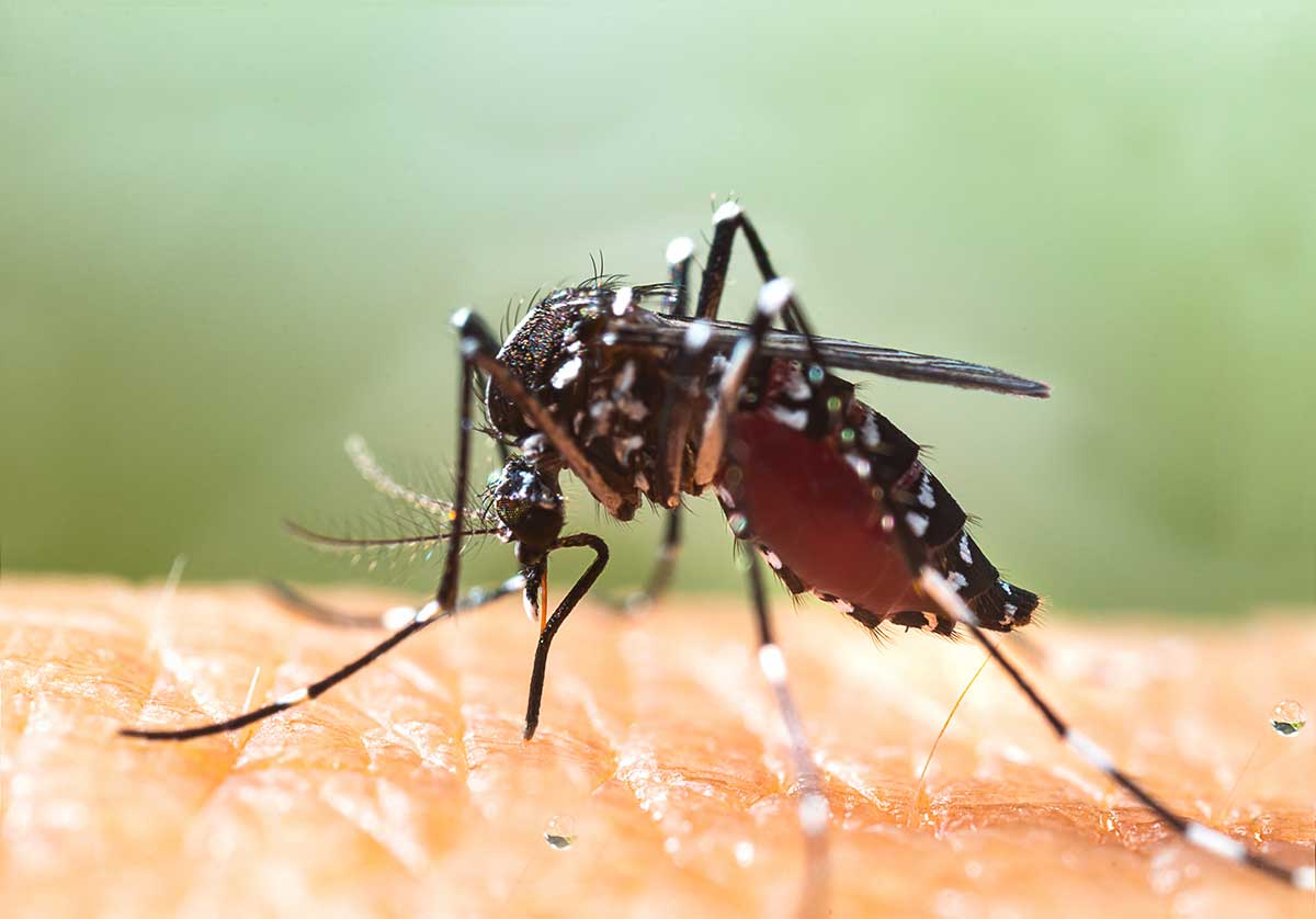 Frelon asiatique et moustique tigre à Montreux