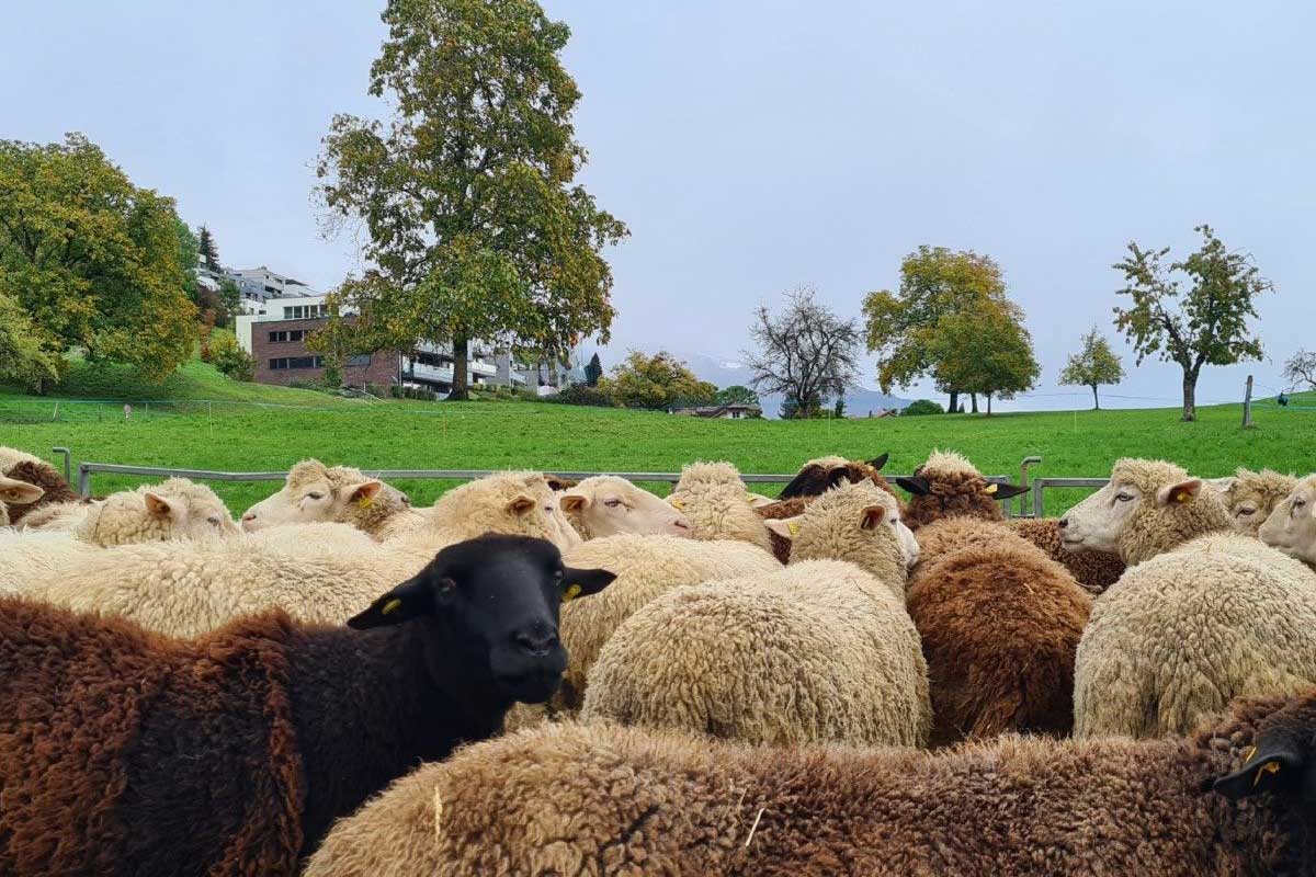 La Foire de Brent 2025