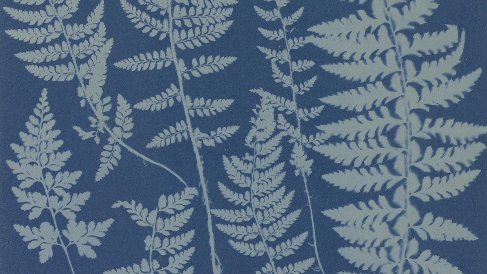Cyanotype botanique bleu et blanc réalisé selon une technique photographique ancienne