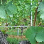 Vignes à Chardonne dans les terrasses viticoles de Lavaux