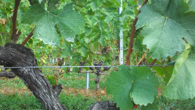 Vignes à Chardonne dans les terrasses viticoles de Lavaux