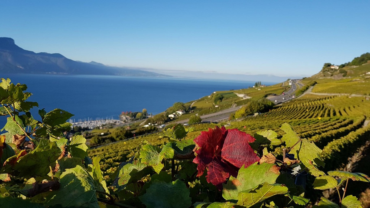 Que faire à Chardonne