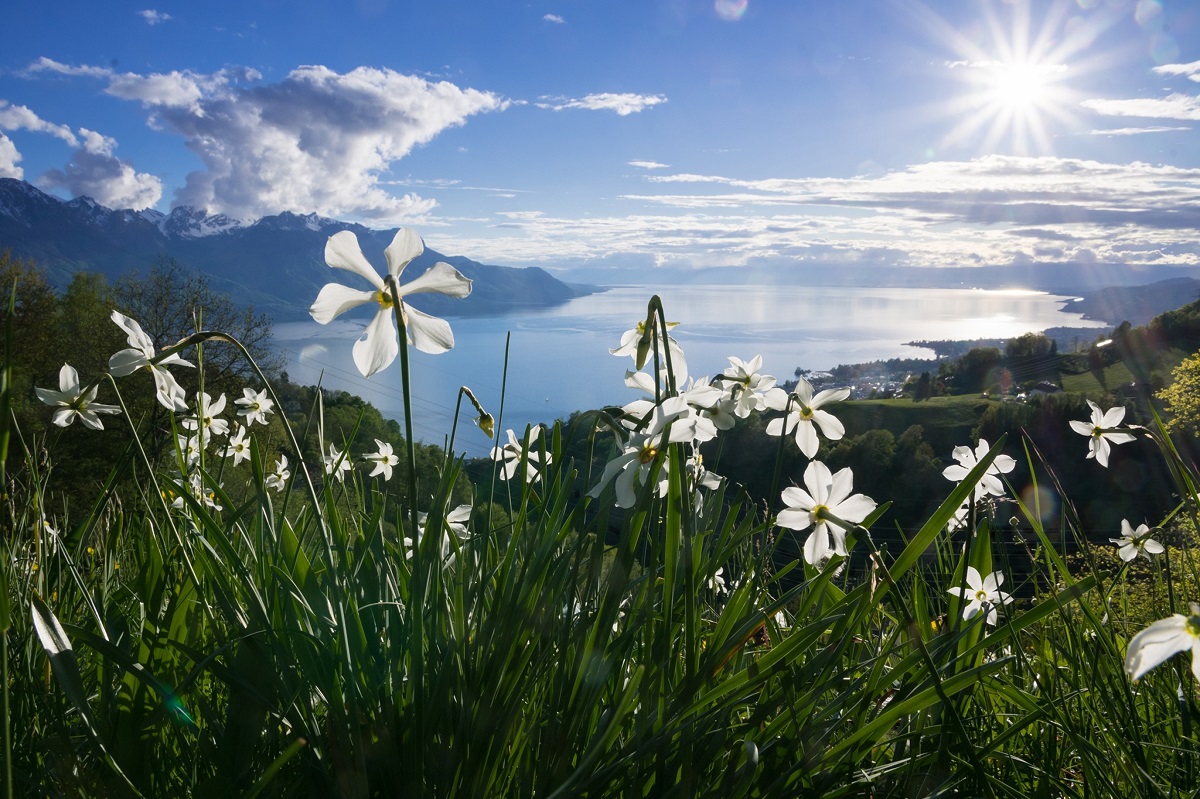 Avril et mai : où voir les champs de narcisses sur la Riviera?