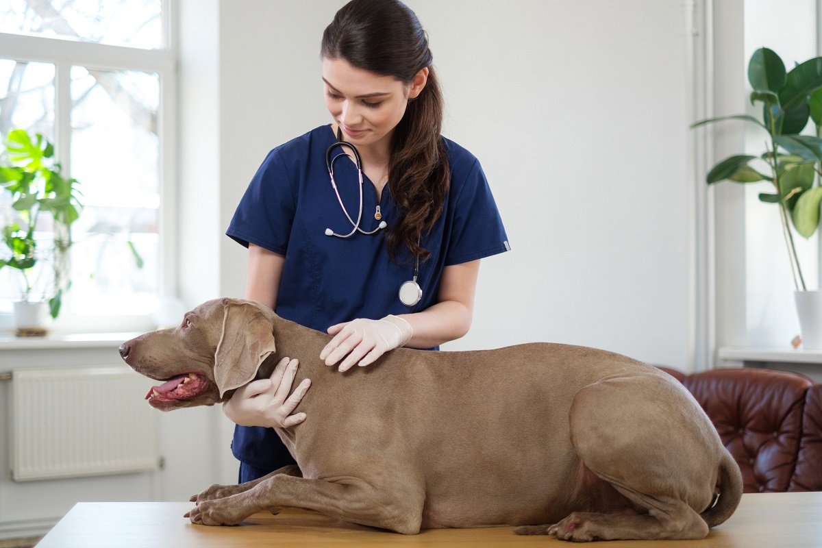 Vétérinaires à Montreux : deux cabinets accueillent vos animaux de compagnie
