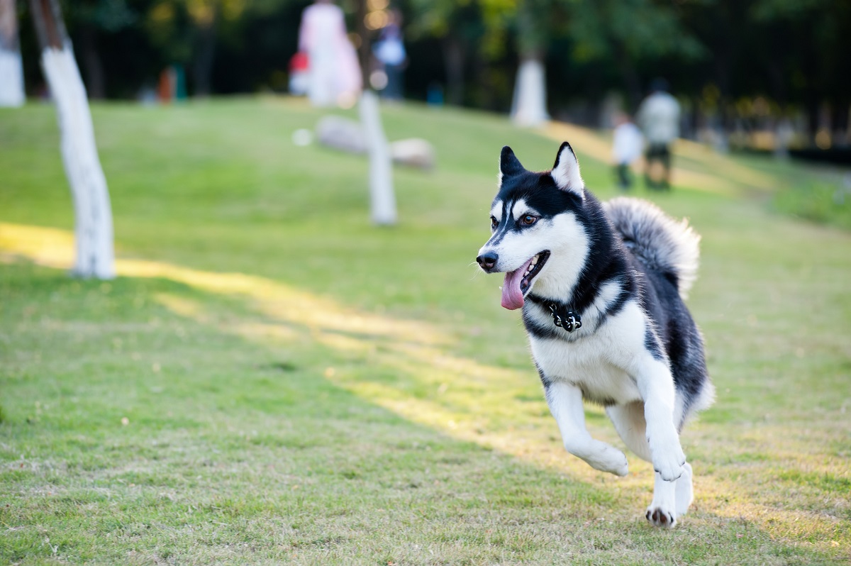 Vevey : le parc à chiens du jardin Doret va être agrandi