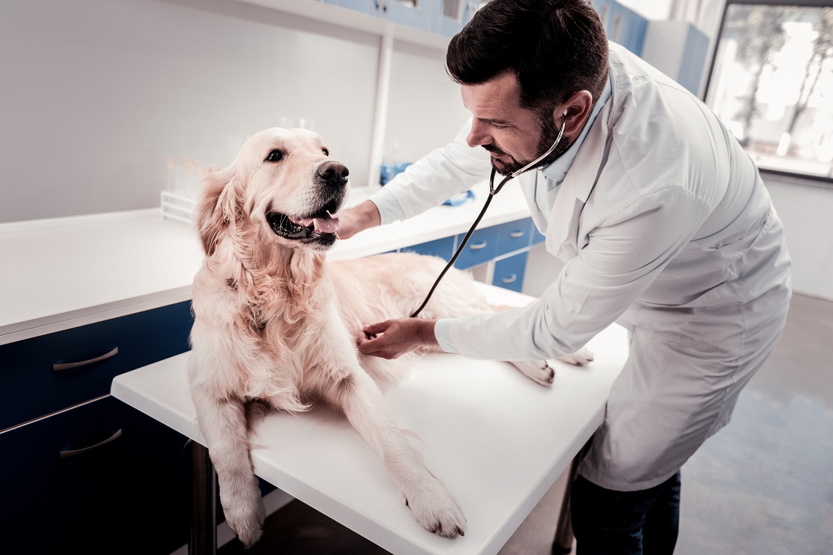 Les meilleurs vétérinaires de Vevey : 4 cabinets au top pour vos animaux de compagnie