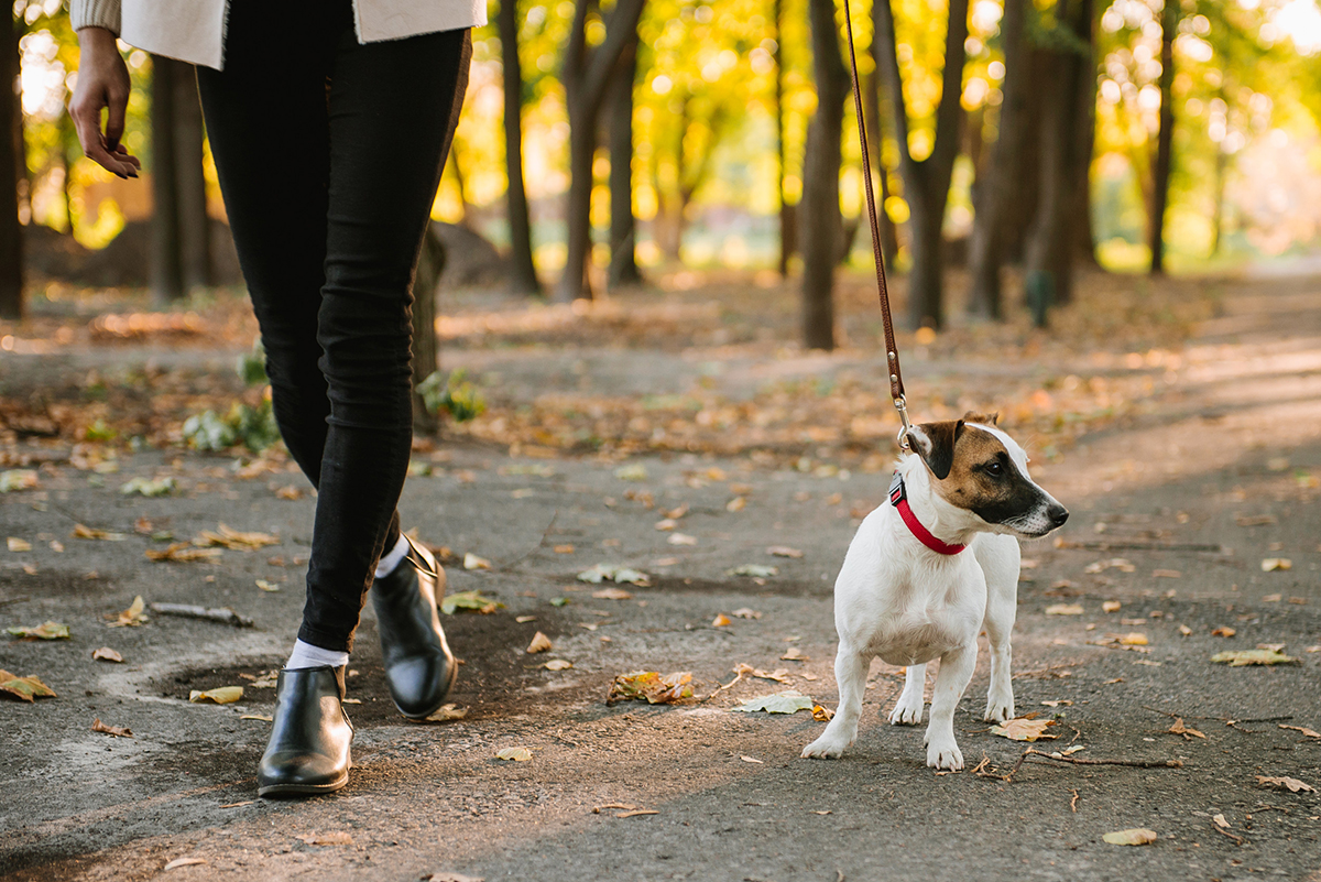 Perdre du poids : Combien de temps faut-il promener son chien ?