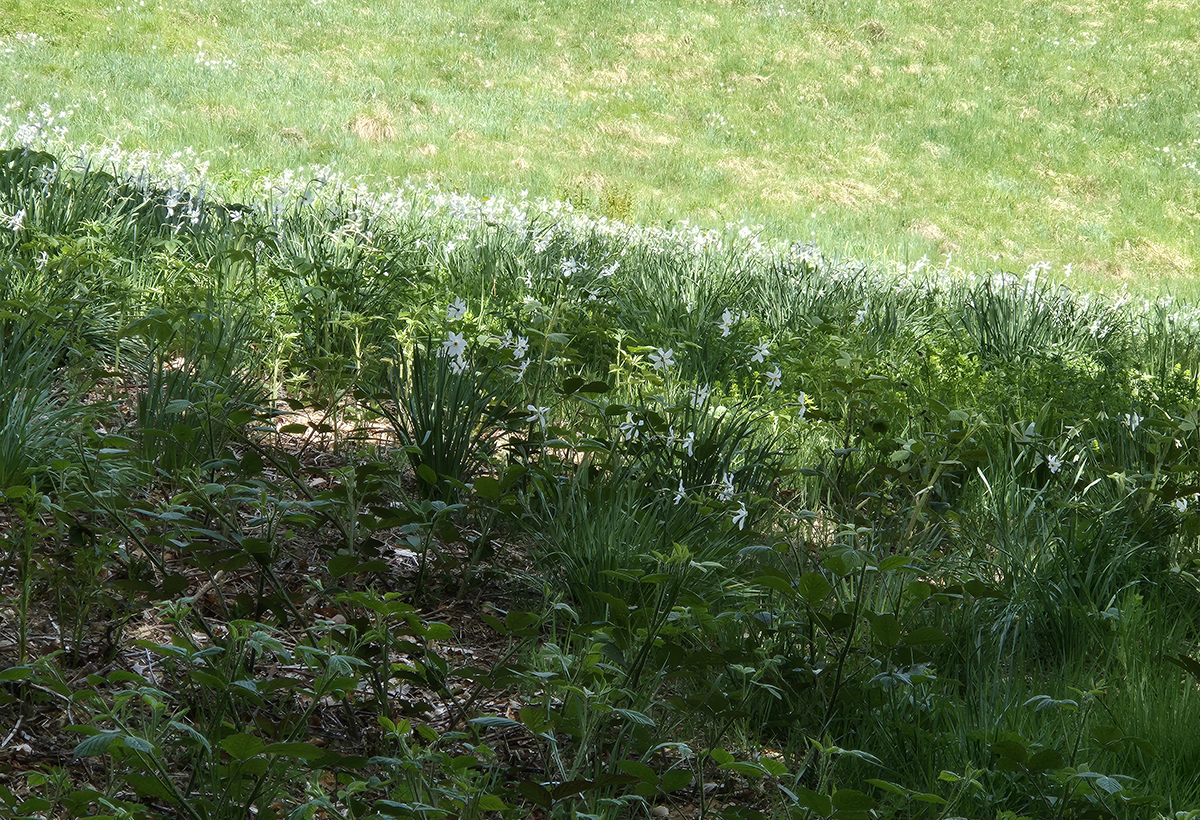 Le sentier des narcisses Aux Avants : partez à sa découverte