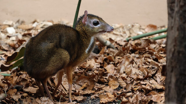 cerf-souris-zoo-de-servion