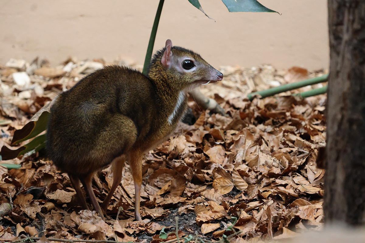 Zoo de Servion : Découvrez le mystérieux « cerf-souris » unique en Suisse