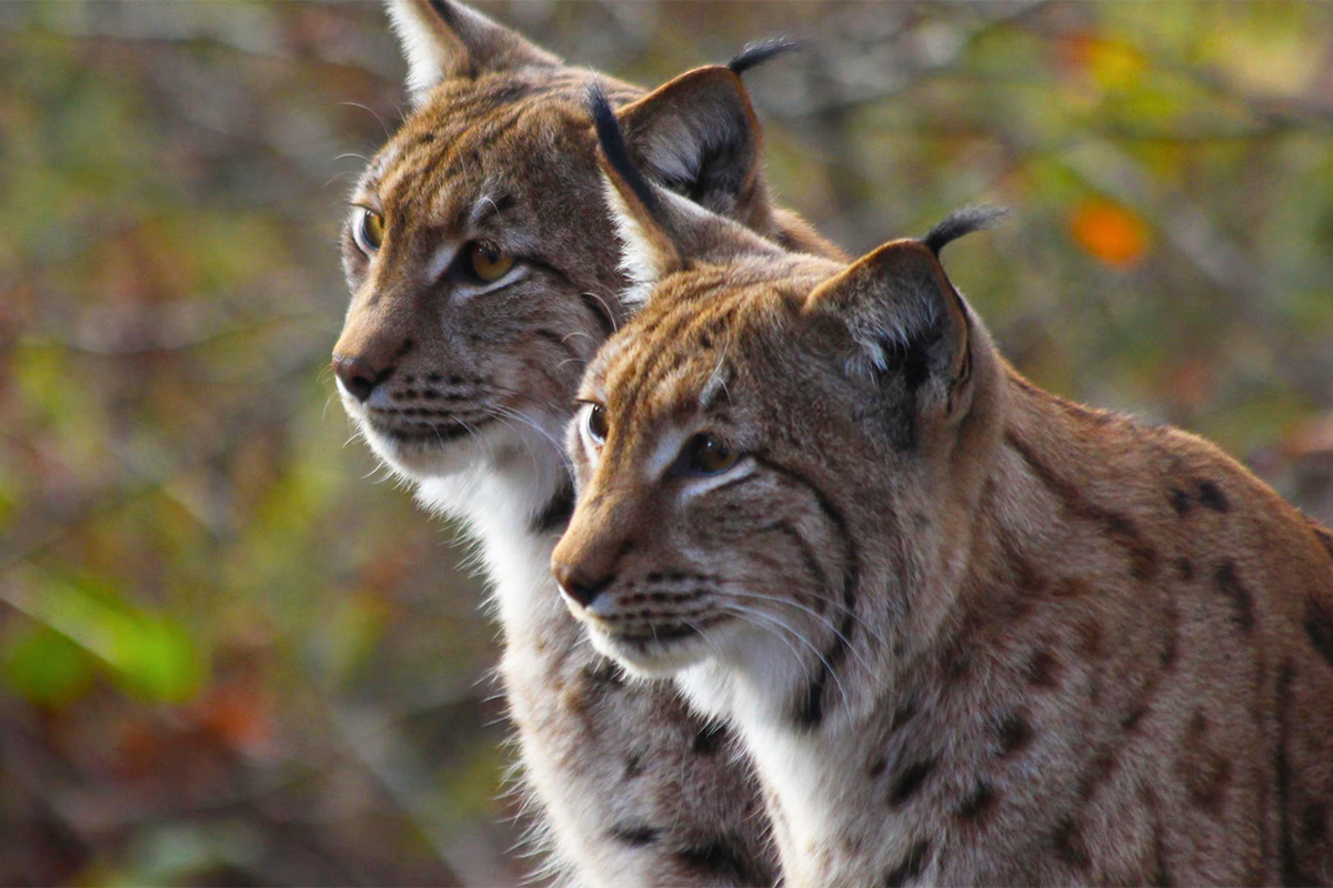 Parc animalier La Garenne : Embarquez pour une immersion totale au cœur de la faune suisse