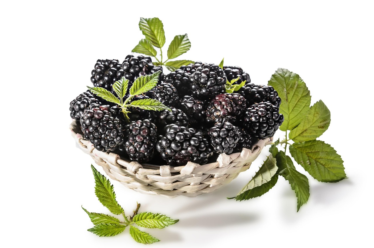 Les mûres : Les incroyables bienfaits de ce petit fruit qui fait du bien à tout le corps