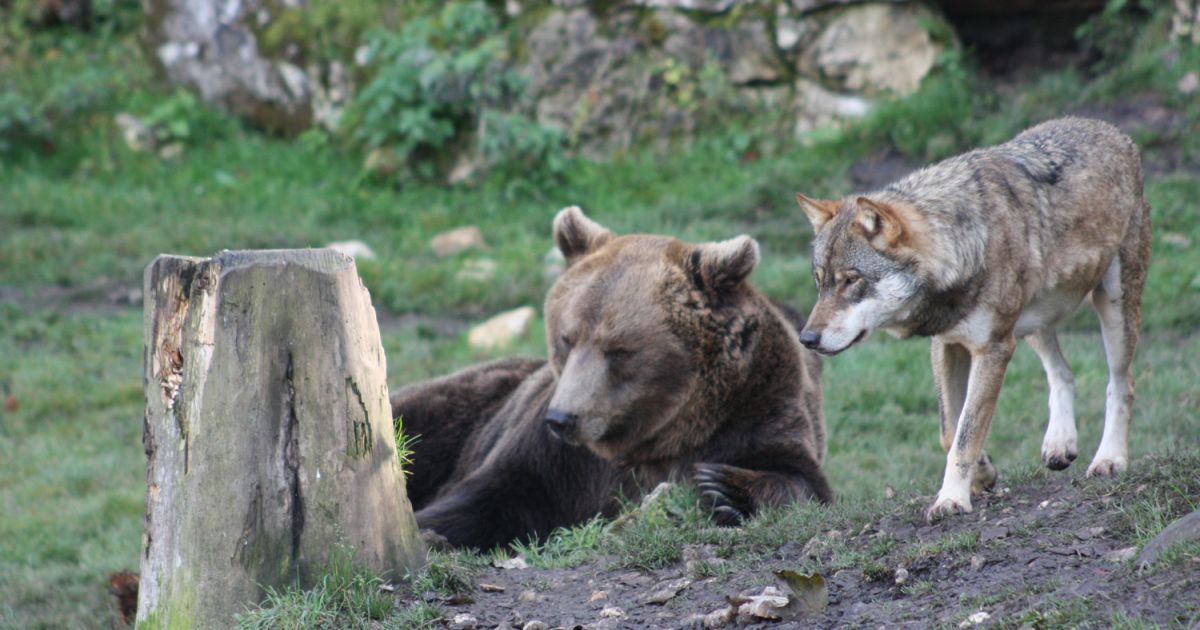 Juraparc : Une aventure sauvage au cœur du Jura