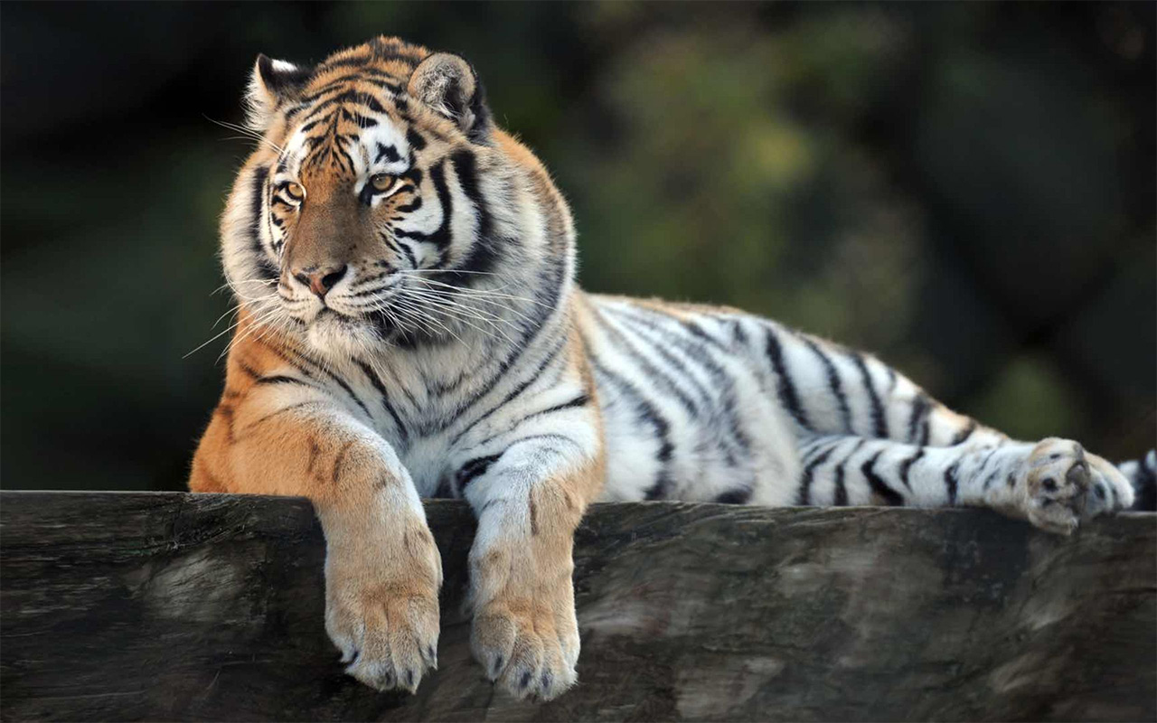 Zoo de Servion : Un écrin animalier unique au cœur du canton de Vaud