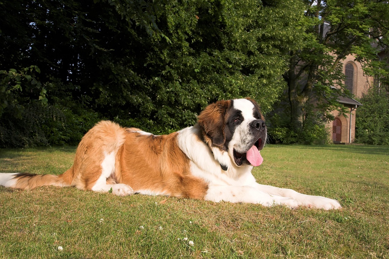 Barryland à Martigny : l’aventure XXL avec les chiens du Saint-Bernard !