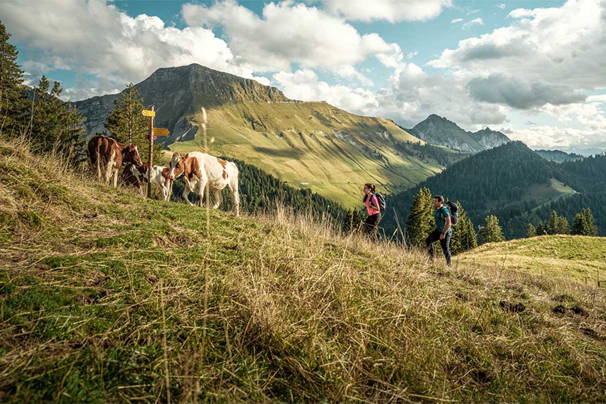 Les Paccots : nature, sports et plaisirs gourmands au cœur des Préalpes