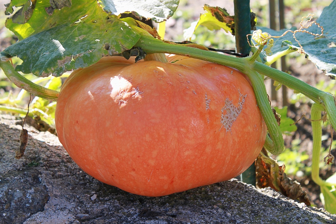 Citrouille : découvrez ses bienfaits santé et ses secrets nutrition